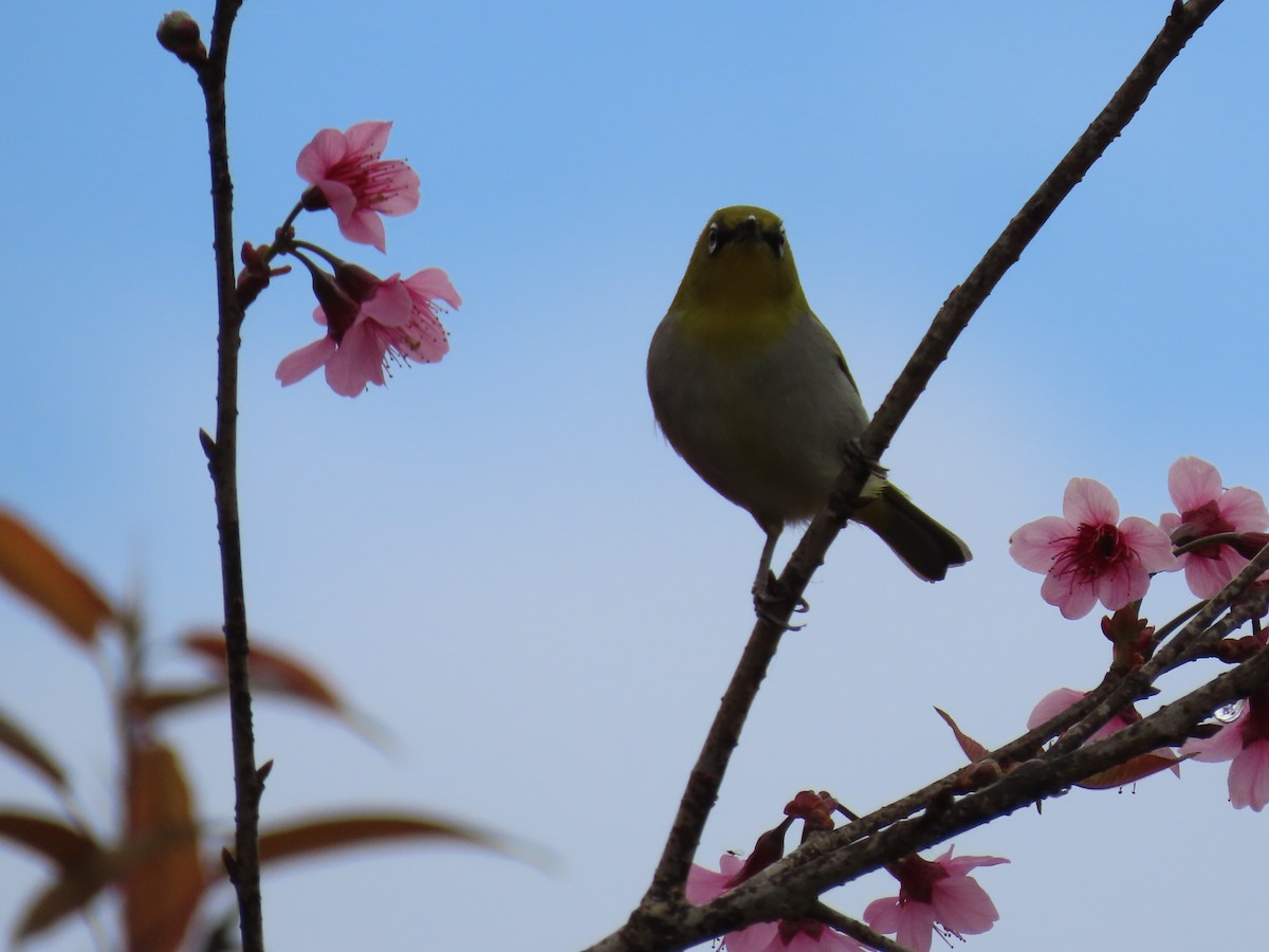 Swinhoe's White-eye - ML614656595