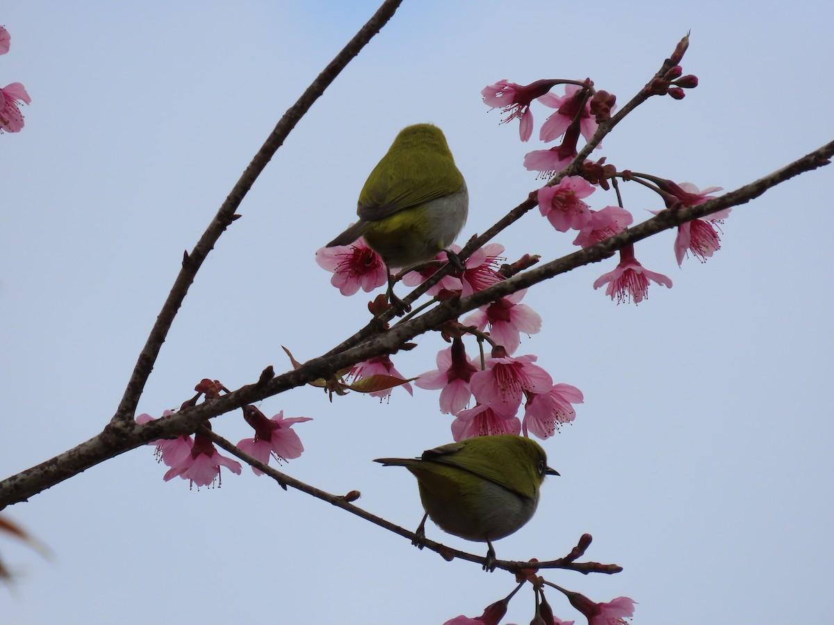 Swinhoe's White-eye - ML614656596