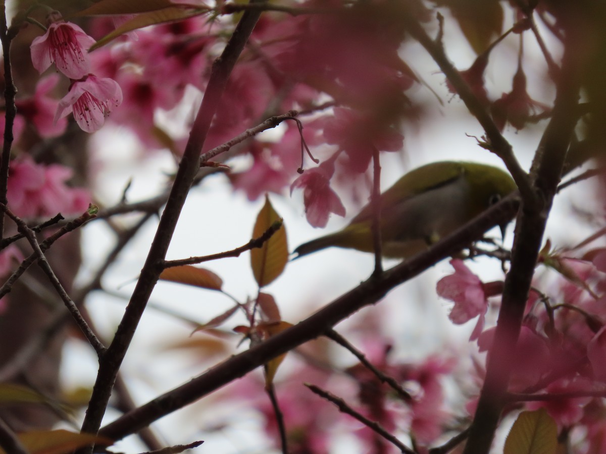 Swinhoe's White-eye - ML614656599