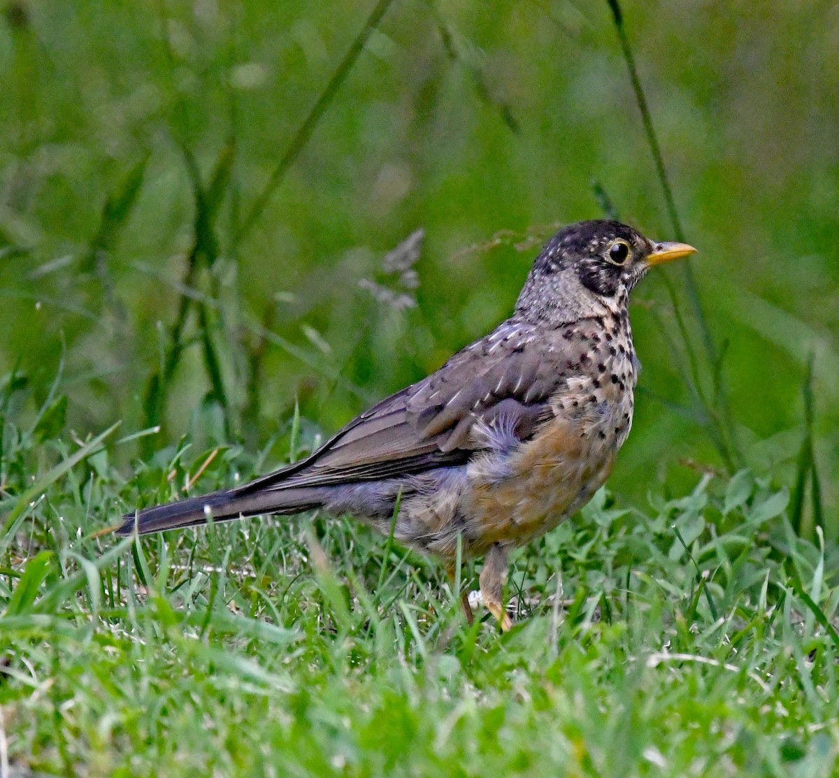 Austral Thrush - ML614656603