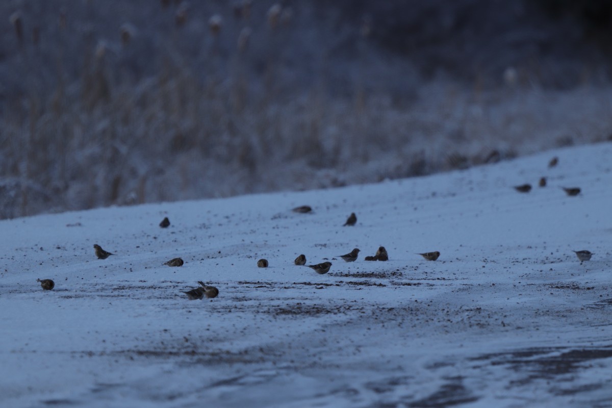 Common Redpoll - ML614656640