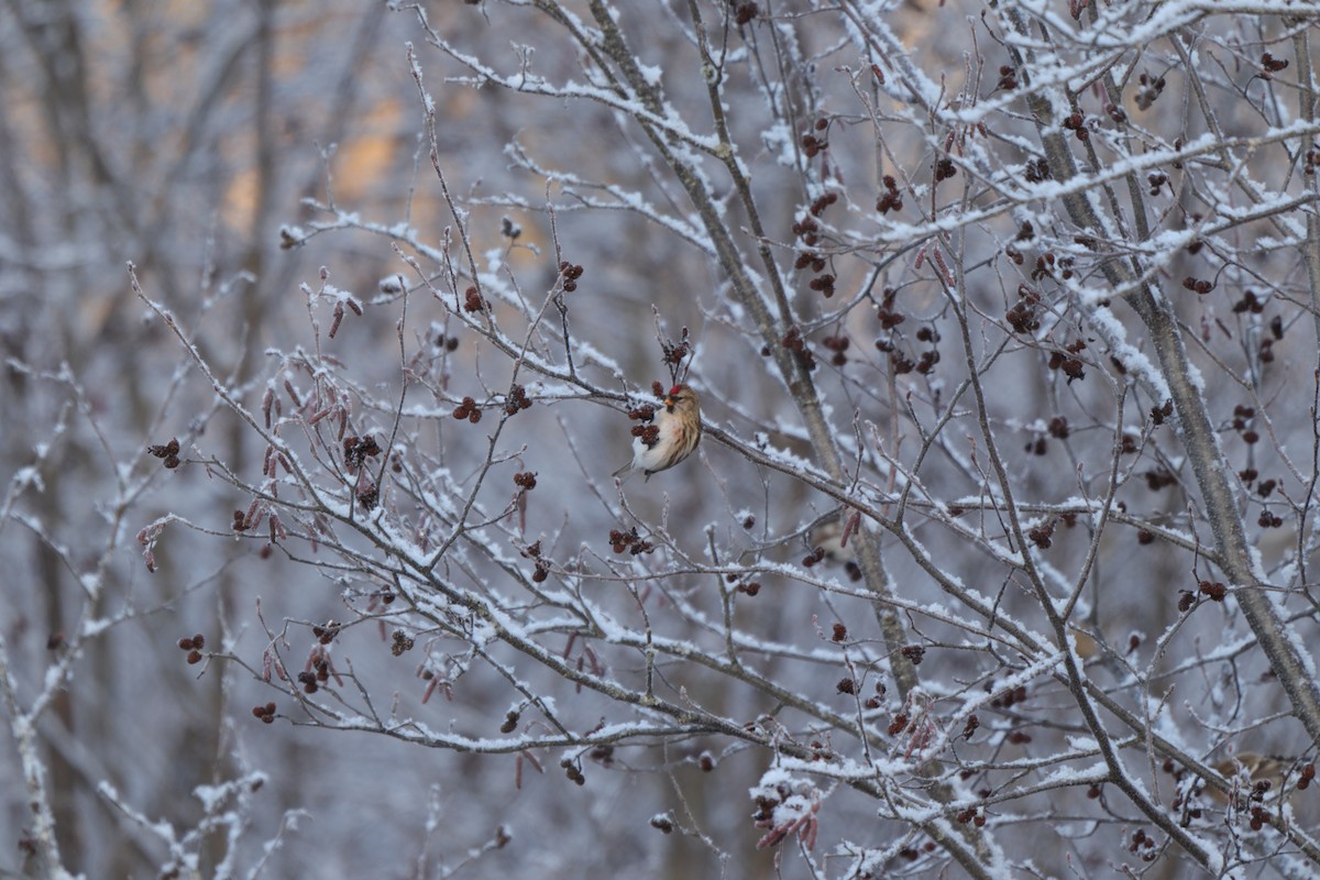 Common Redpoll - ML614656641