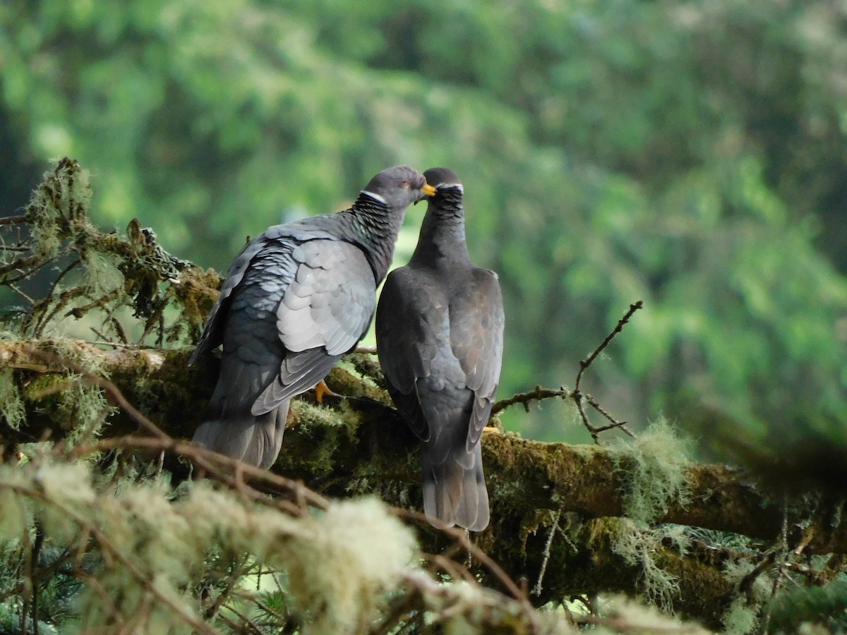 Band-tailed Pigeon - ML614656732