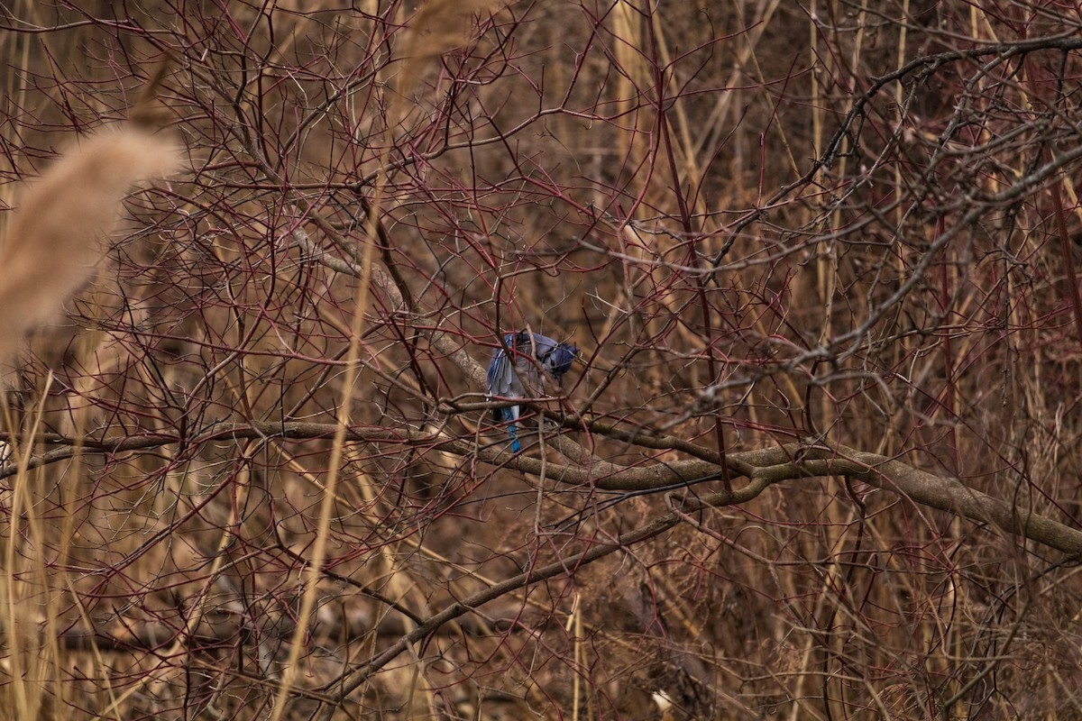 Голубая сойка - ML614656844