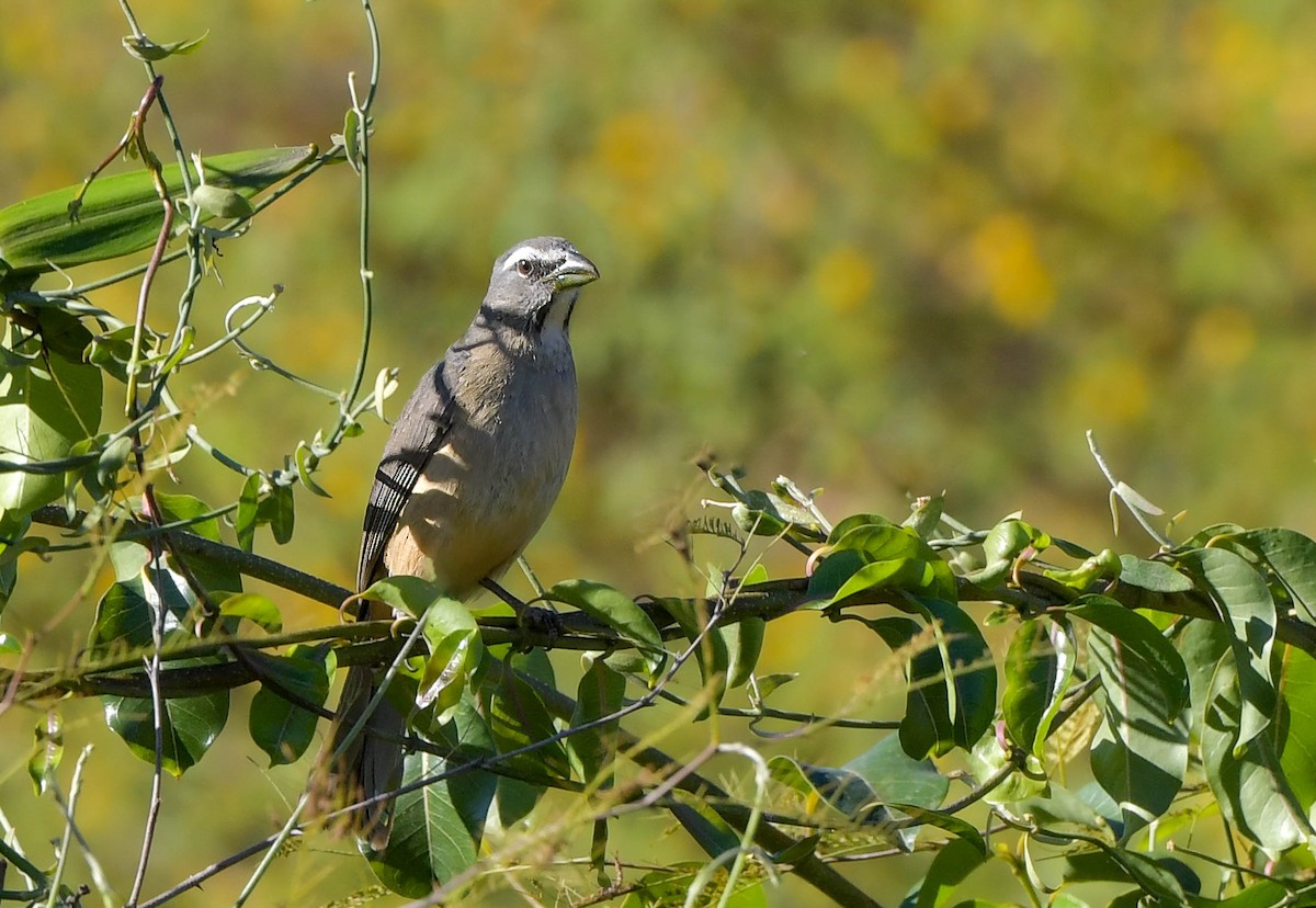 Cinnamon-bellied Saltator - Marc Faucher