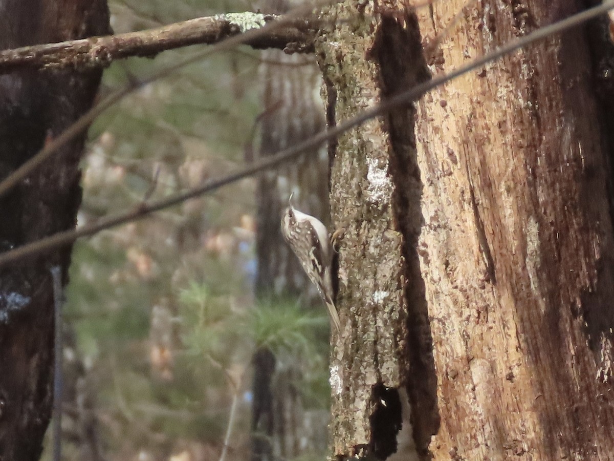 Brown Creeper - ML614656951