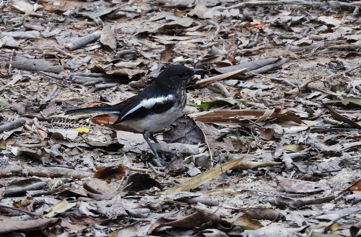 Oriental Magpie-Robin - ML614656977