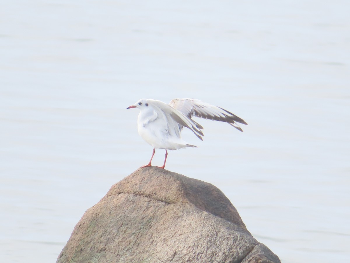 Mouette rieuse - ML614656985