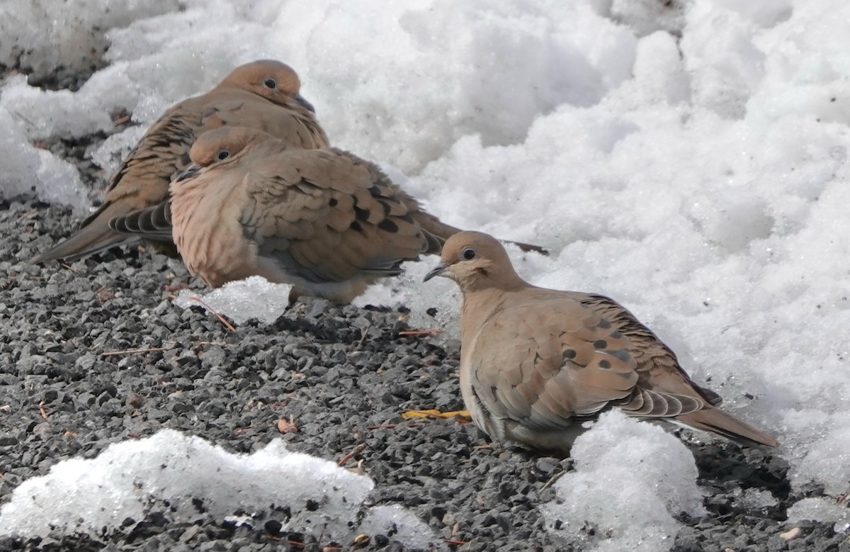 Mourning Dove - ML614657031