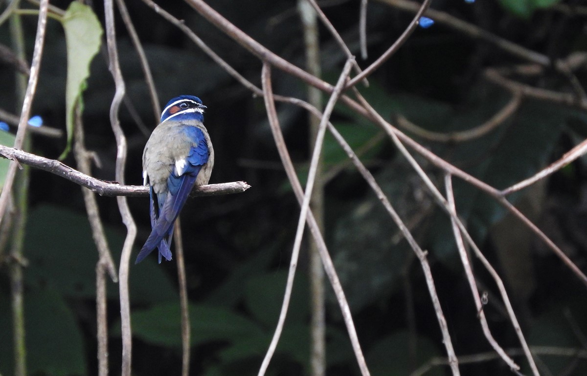 Whiskered Treeswift - ML614657038