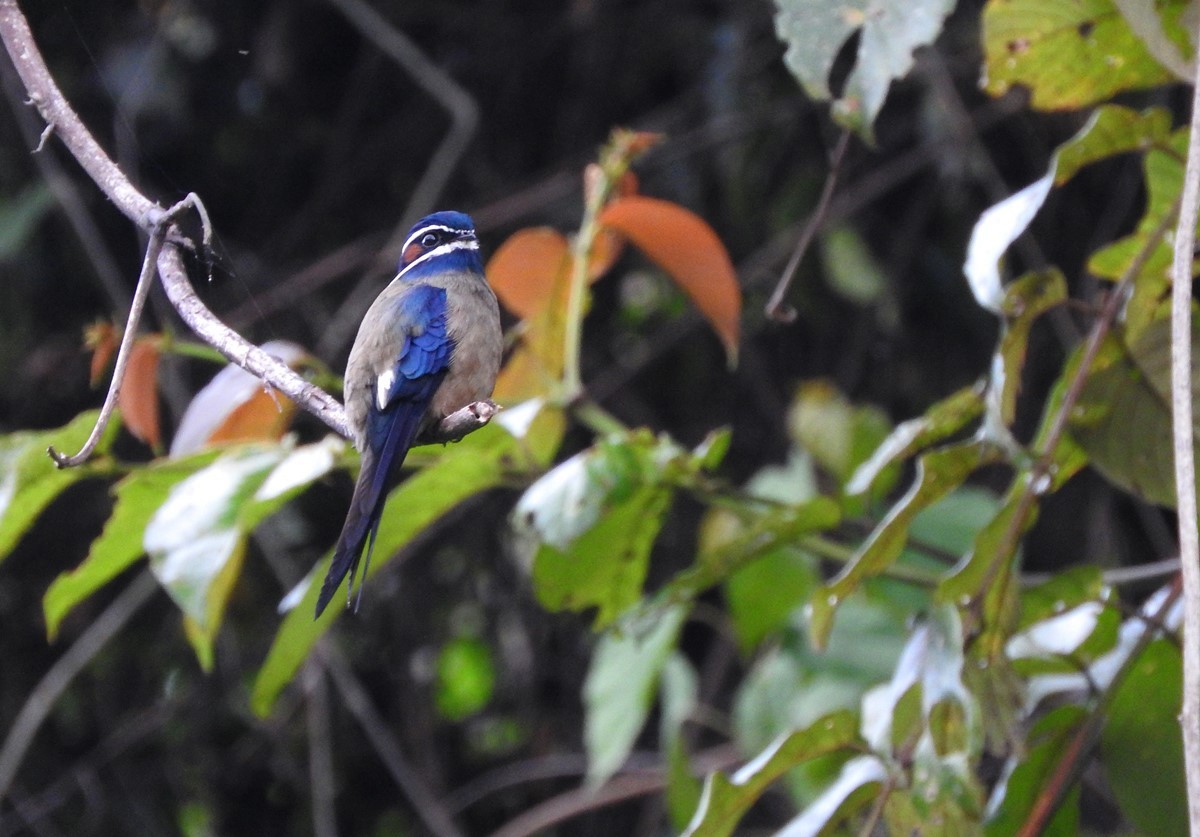 Whiskered Treeswift - ML614657039