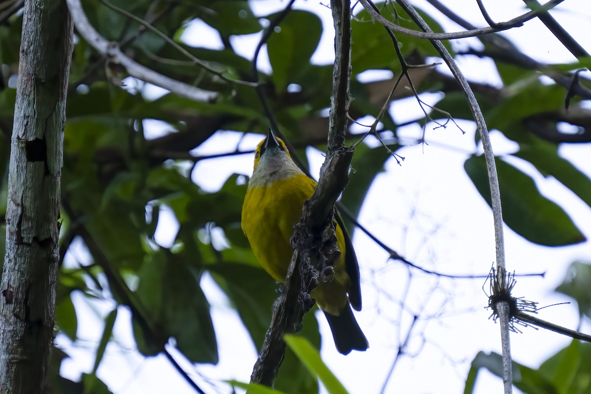 Silver-throated Tanager - Paul Beerman