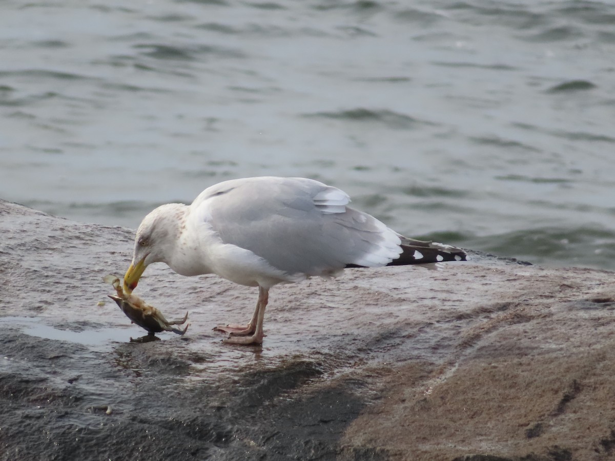 Herring Gull (American) - ML614657110