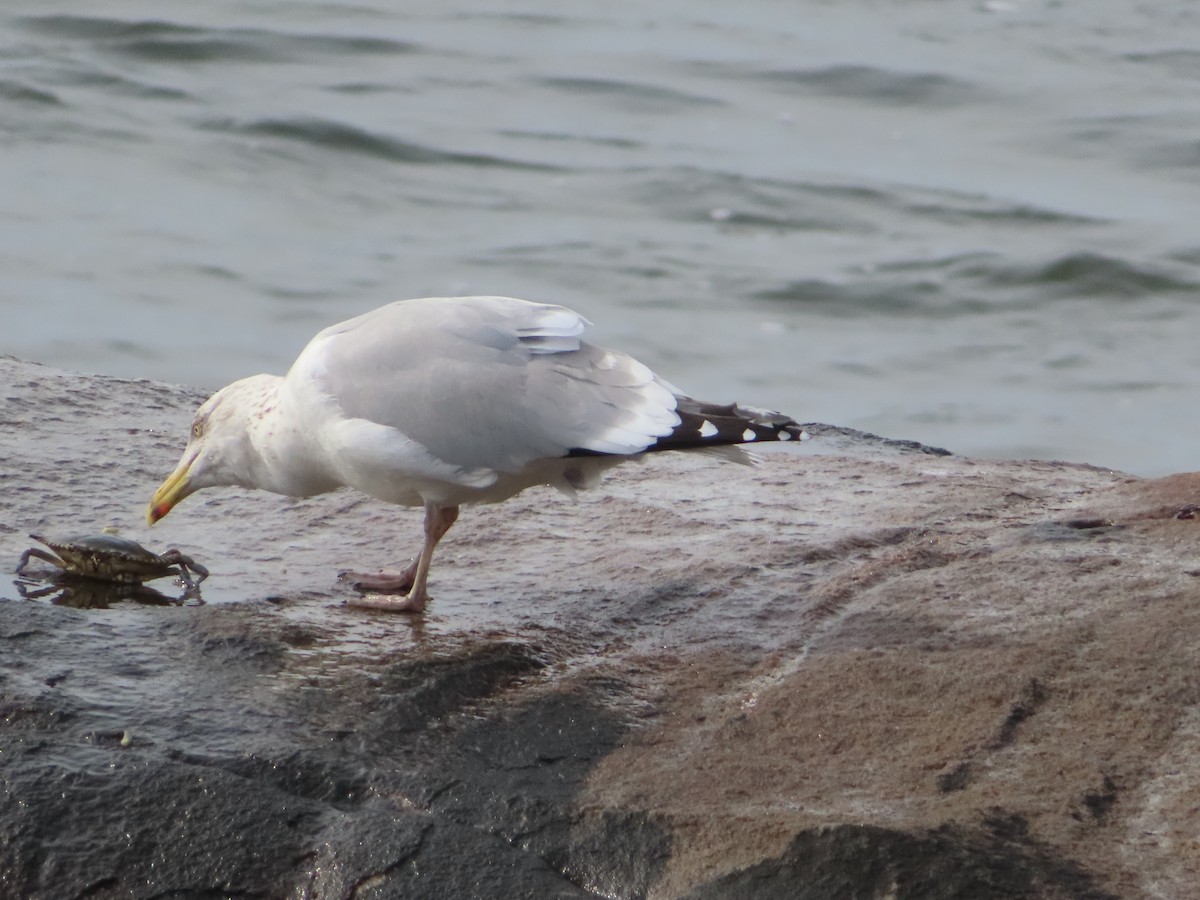 Herring Gull (American) - ML614657111