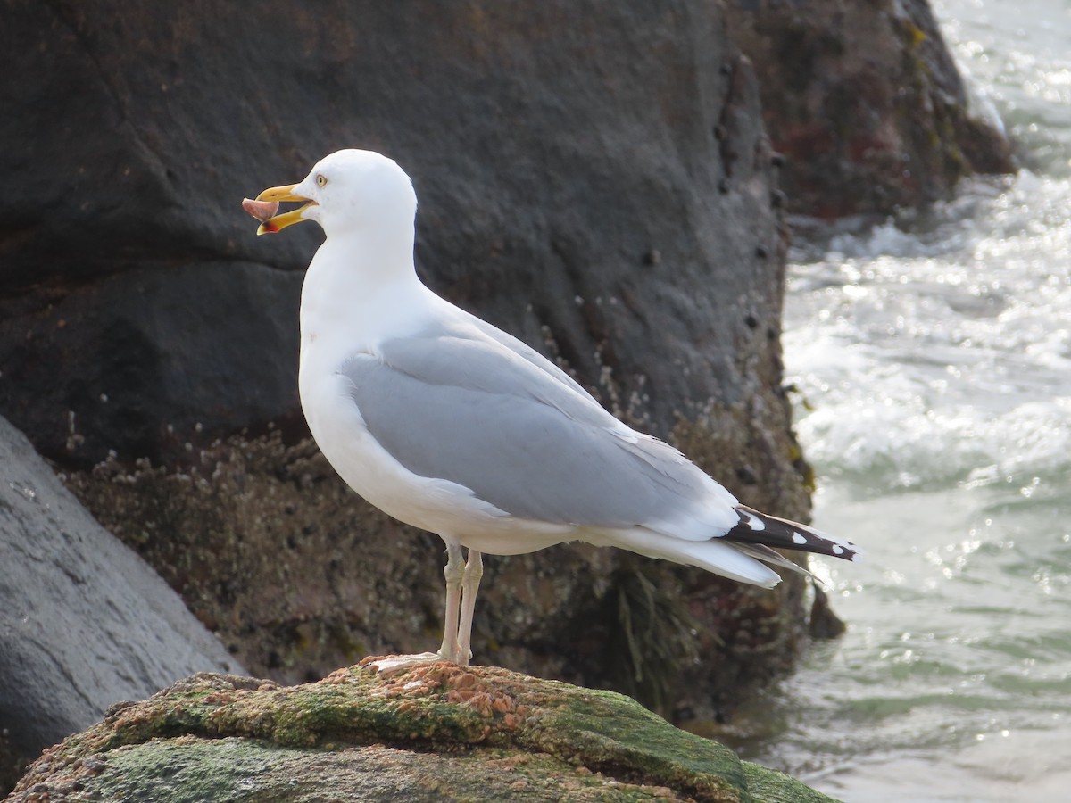 Herring Gull - ML614657112