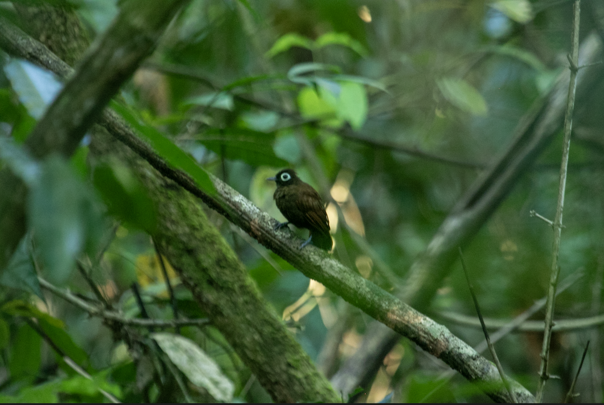 Schwarzkopf-Ameisenvogel - ML614657137