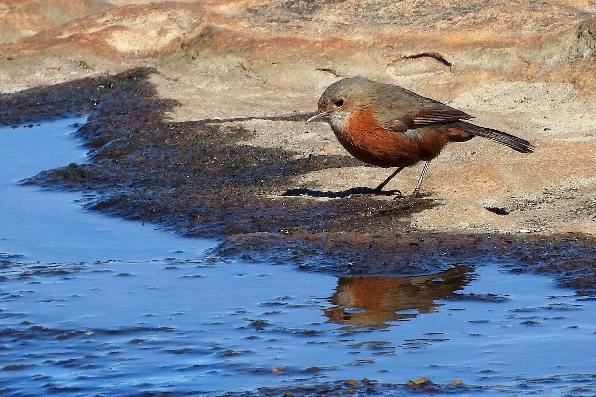 Rockwarbler - Matt Slaymaker