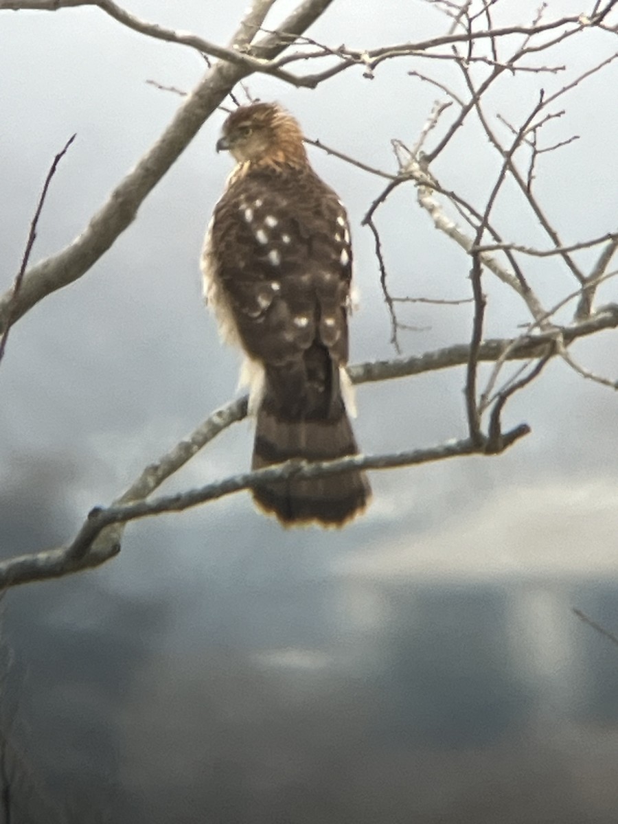 Accipiter sp. - Meghan C