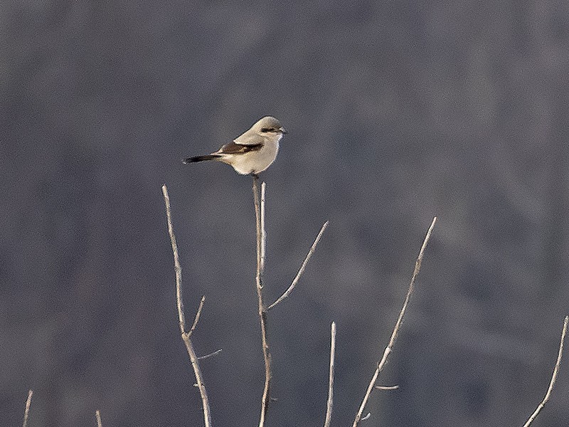 Northern Shrike - ML614657257