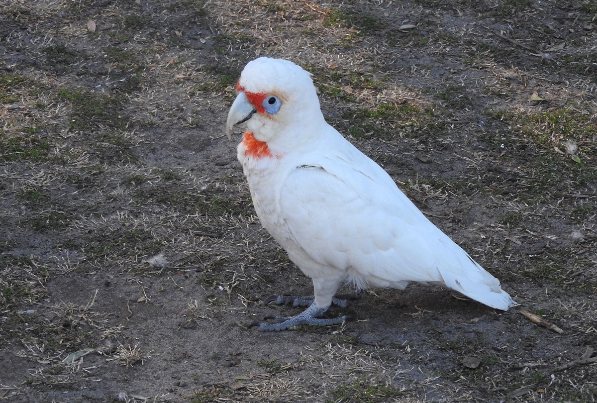 Long-billed Corella - Matt Slaymaker