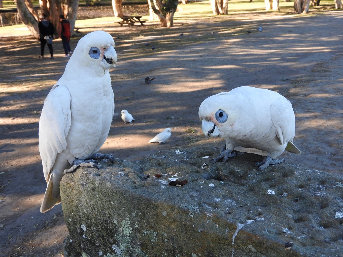 Little Corella - ML614657268