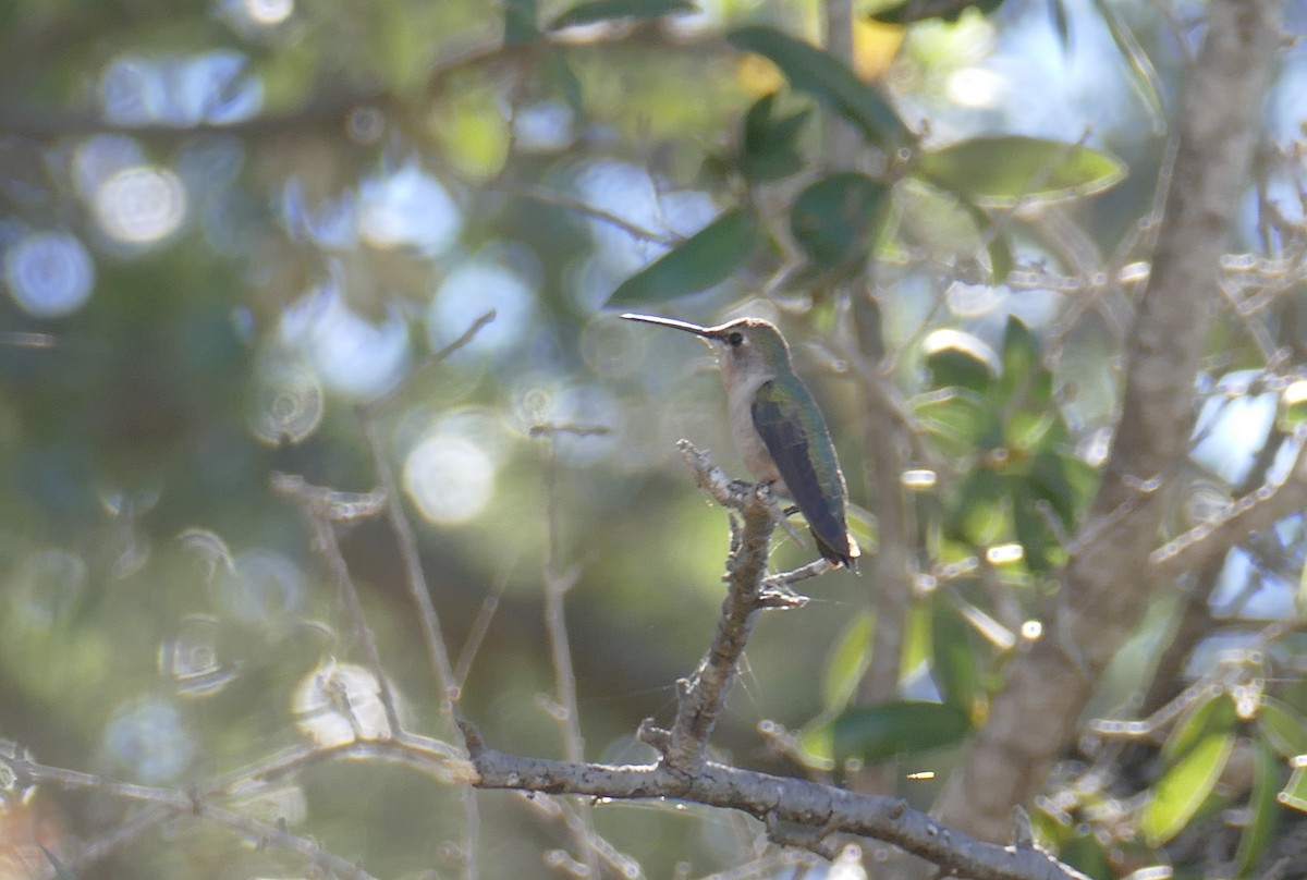 Black-chinned Hummingbird - ML614657275