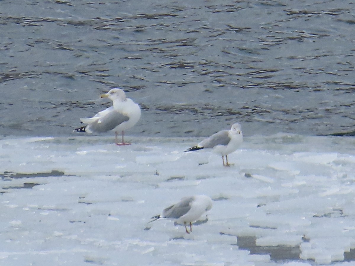 Herring Gull (American) - ML614657296