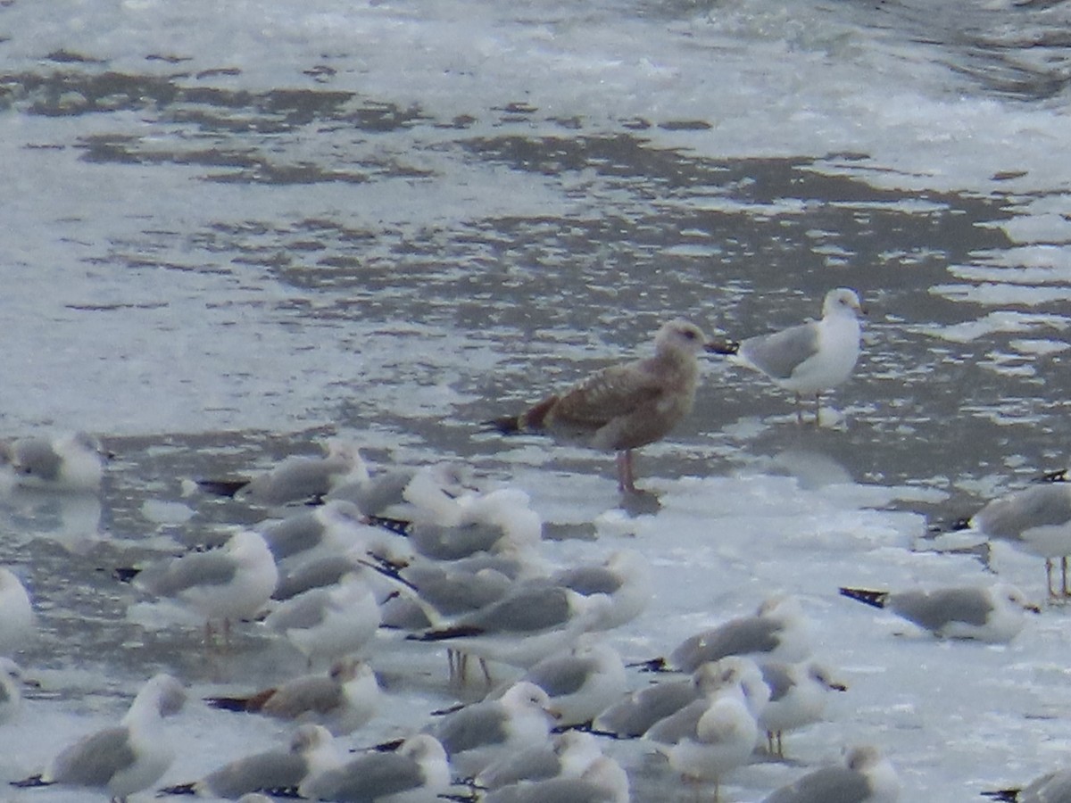 Herring Gull (American) - ML614657297