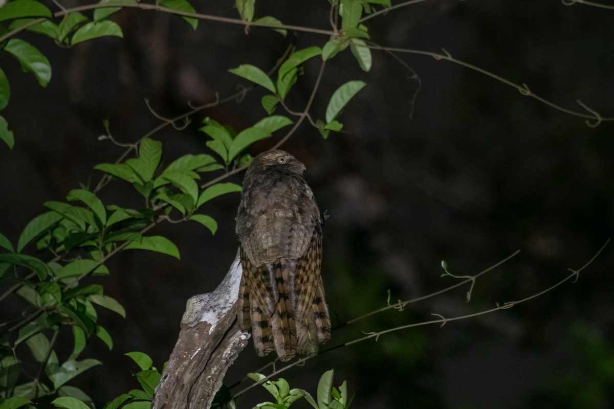 Long-tailed Potoo - ML614657384