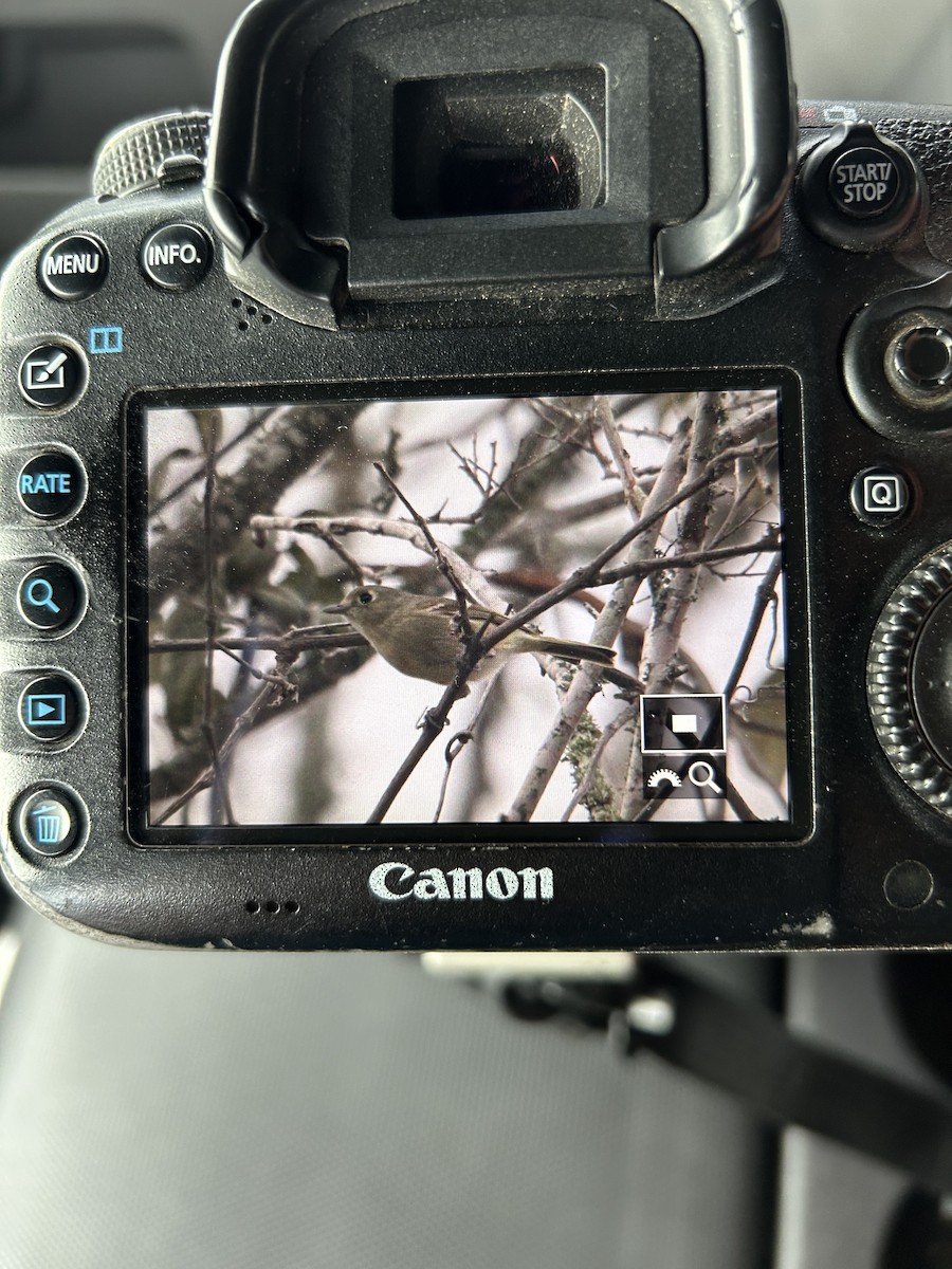 Hutton's Vireo (Interior) - Nolan A. Walker