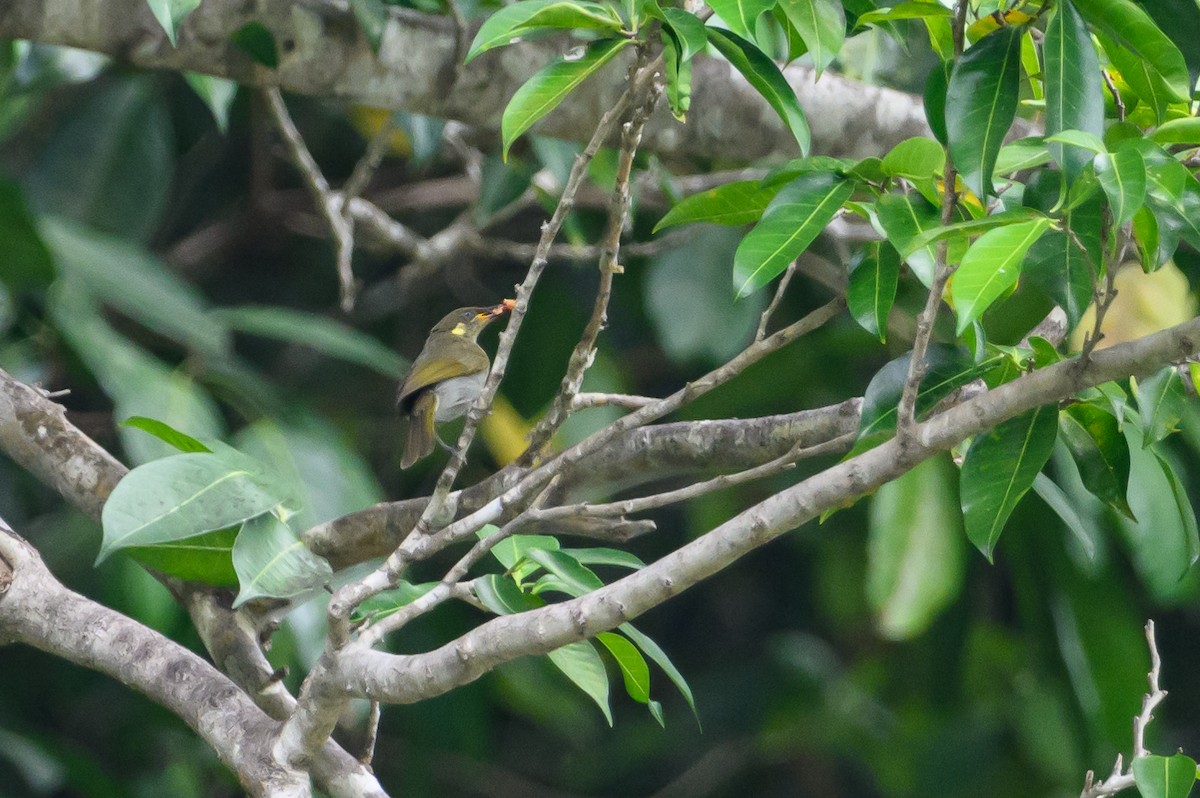 Mimic Honeyeater - ML614657486