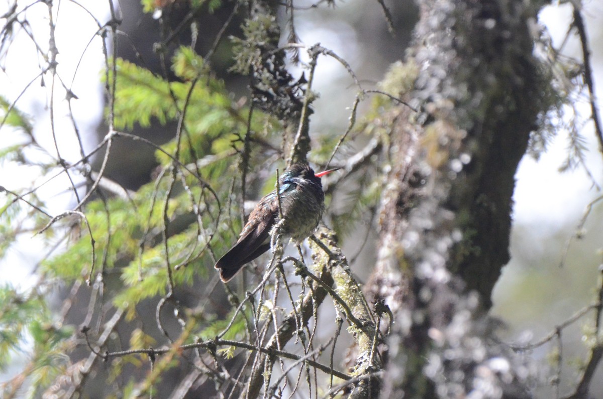 White-eared Hummingbird - ML614657497