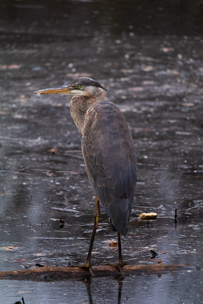 Great Blue Heron - ML614657498