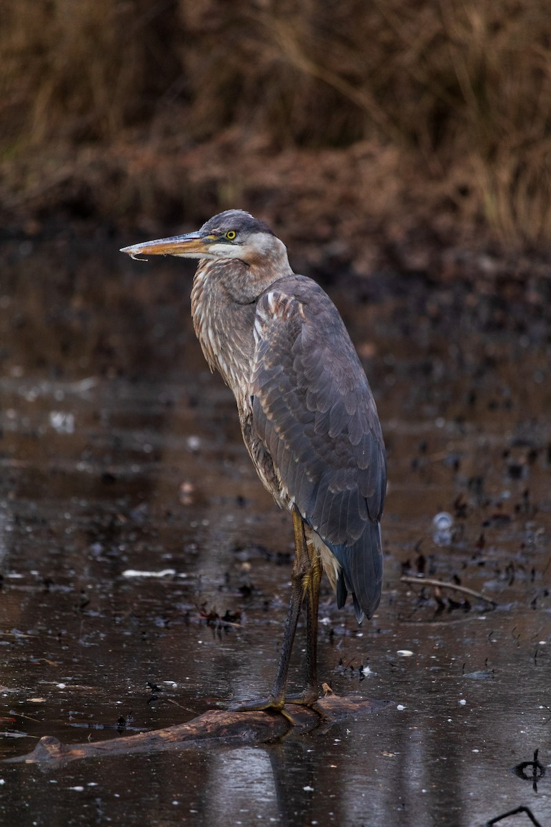 Great Blue Heron - ML614657499