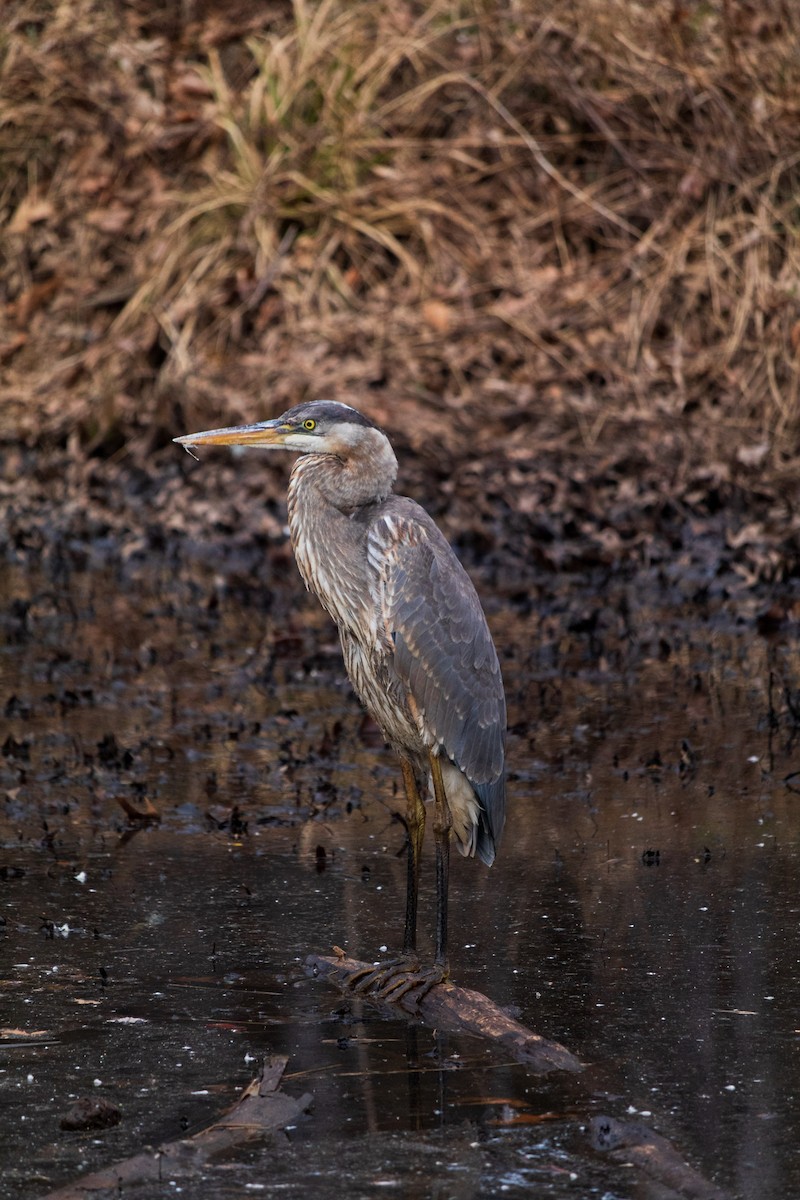 Great Blue Heron - ML614657500