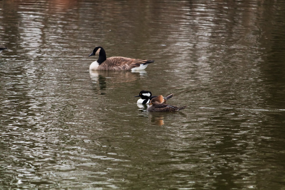 Hooded Merganser - Shiloh S