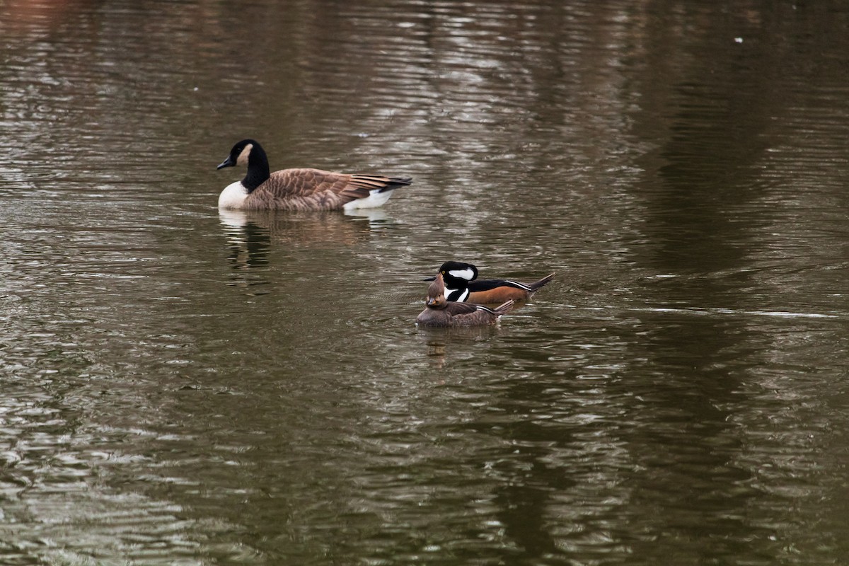 Hooded Merganser - Shiloh S