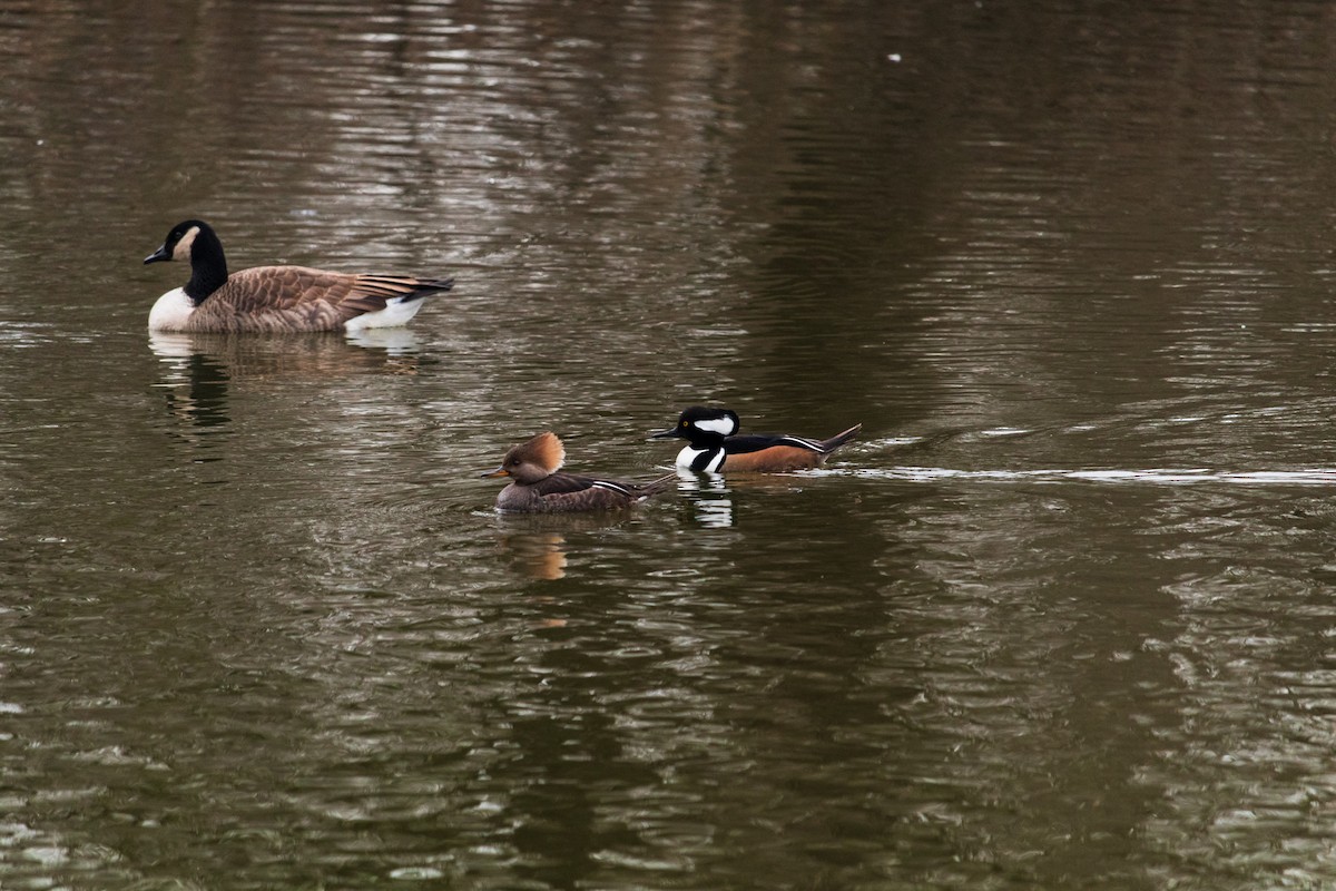 Hooded Merganser - ML614657527