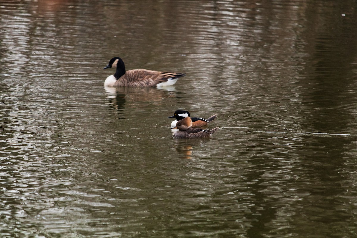 Hooded Merganser - ML614657528