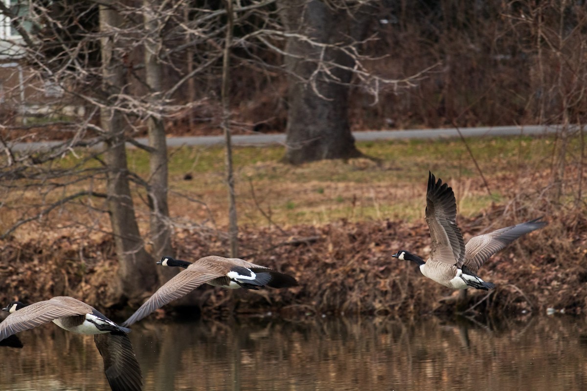 Canada Goose - ML614657533