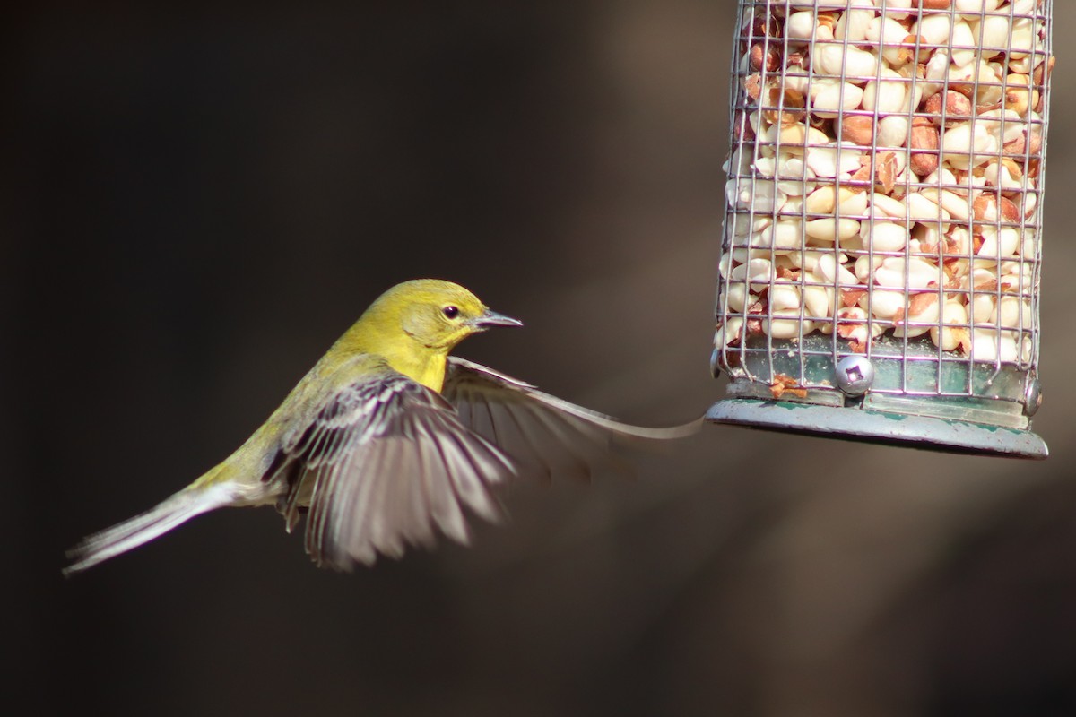 Pine Warbler - ML614657579