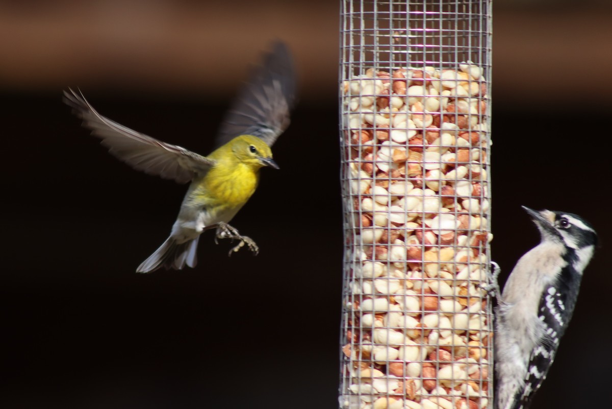 Pine Warbler - Mark Kamprath