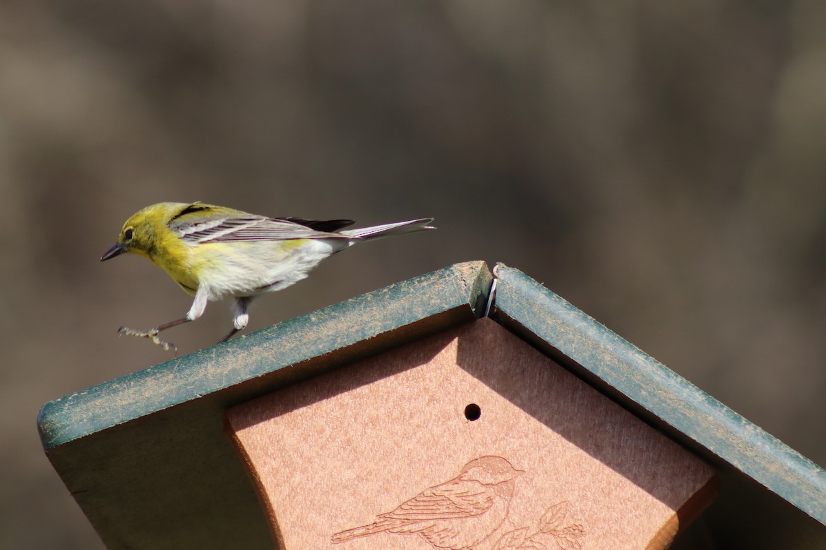 Pine Warbler - ML614657582