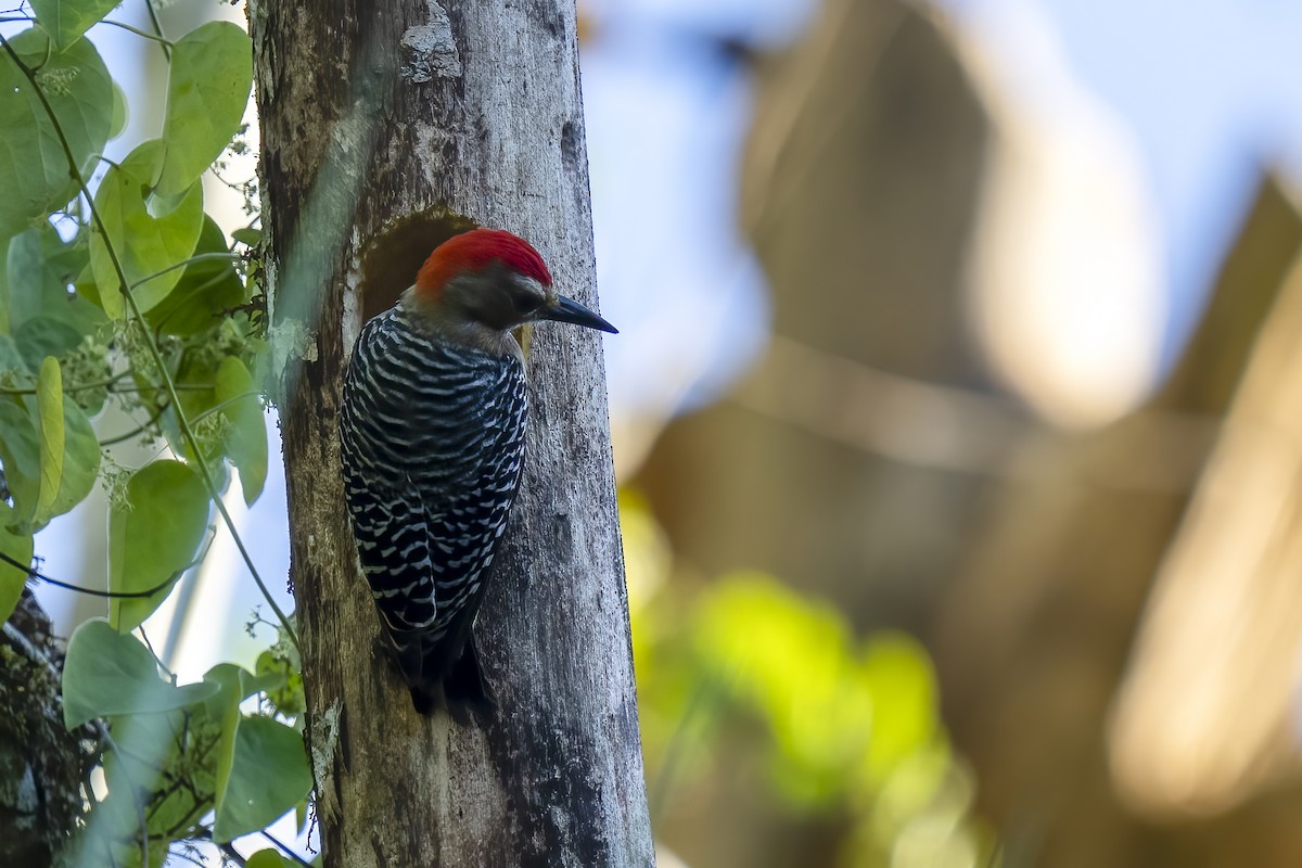 Red-crowned Woodpecker - Paul Beerman