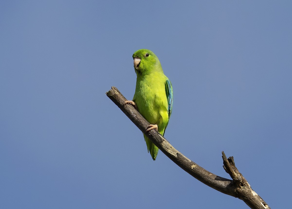 Turquoise-winged Parrotlet - Mary Clausen