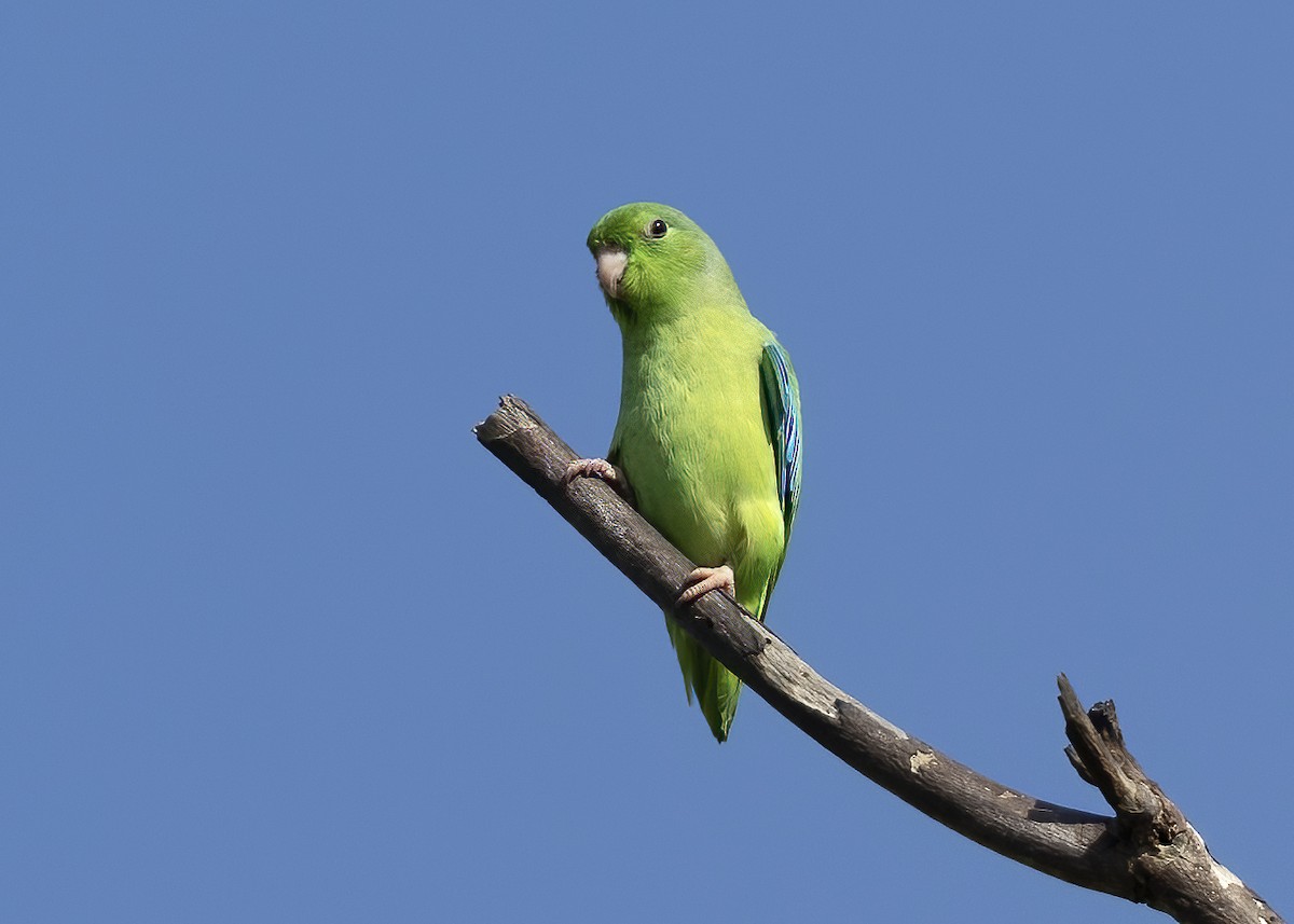 Turquoise-winged Parrotlet - Mary Clausen