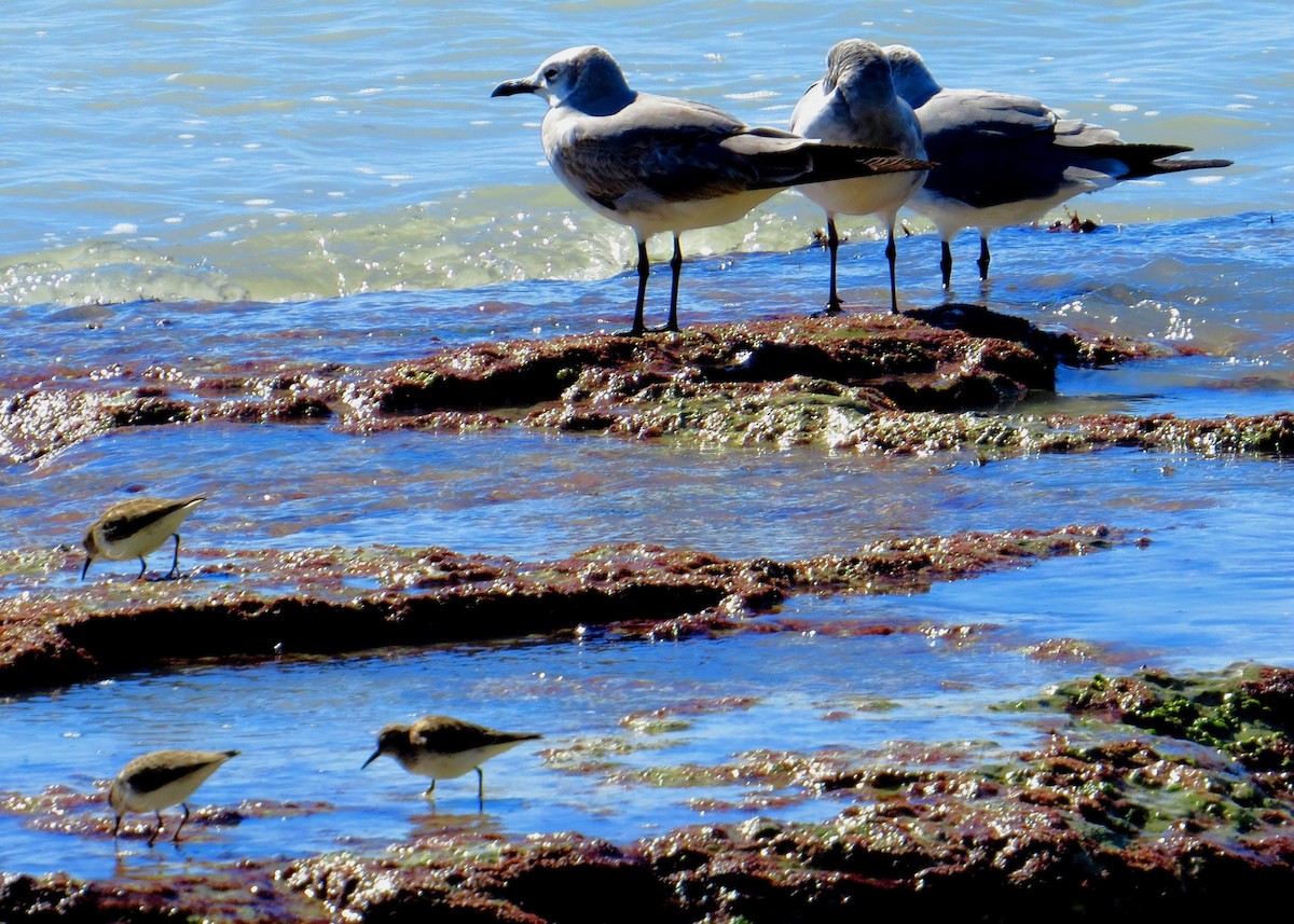 Bergstrandläufer - ML614657666