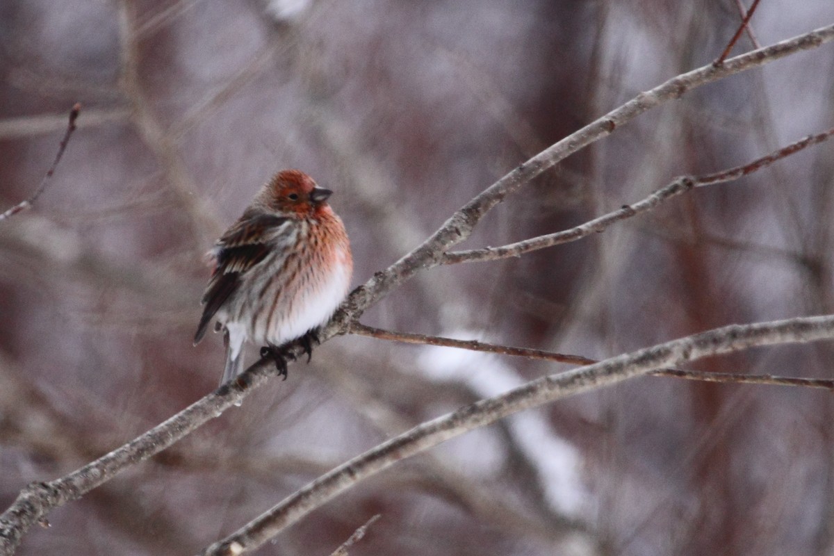 Pallas's Rosefinch - Matt Slaymaker