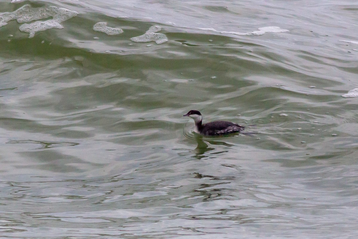 Horned Grebe - ML614657703