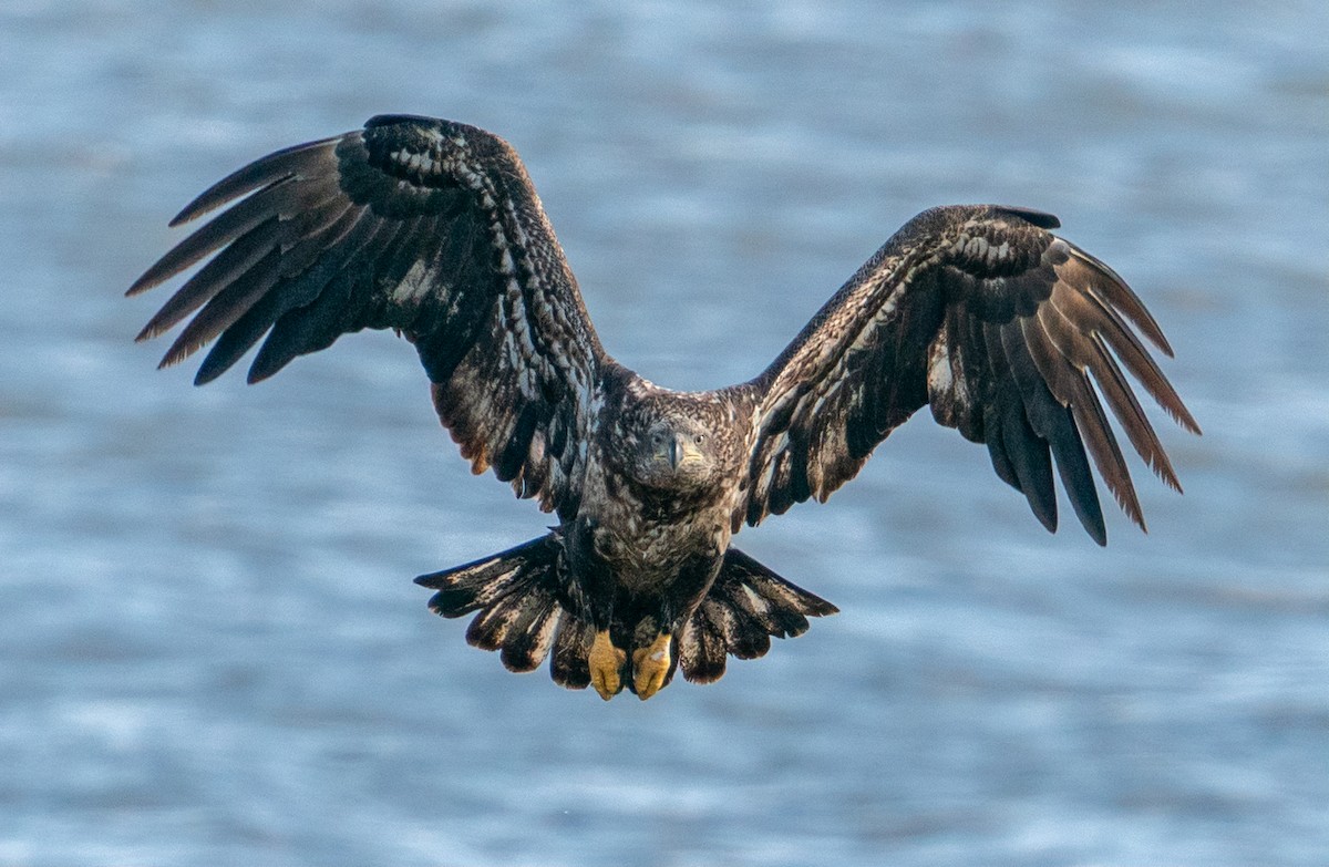 Weißkopf-Seeadler - ML614657708